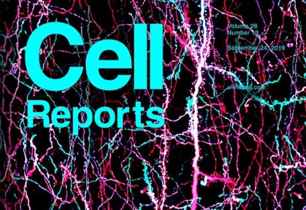 Affinity Maturation Enhances Antibody Specificity but Compromises Conformational Stability