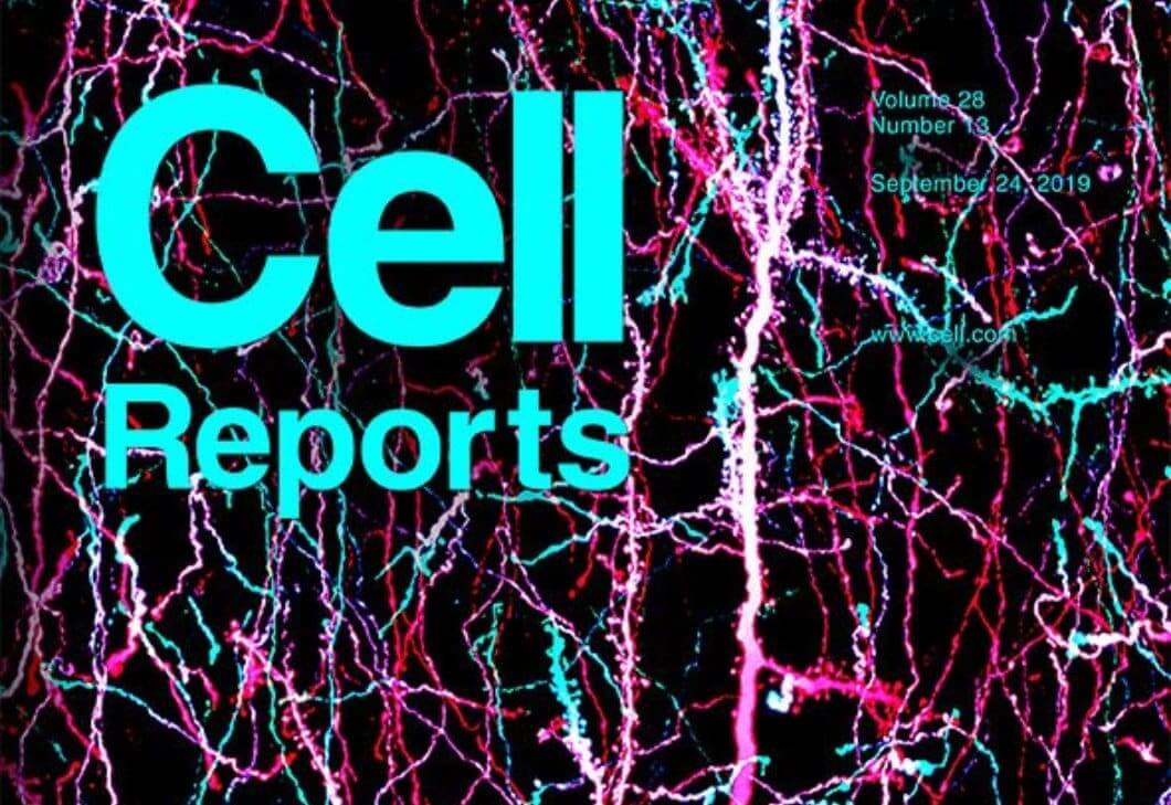 Affinity Maturation Enhances Antibody Specificity but Compromises Conformational Stability