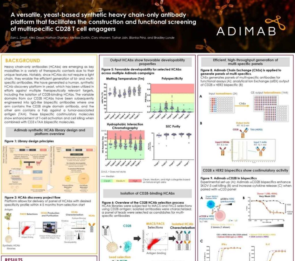 A Versatile, Yeast-Based Synthetic Heavy Chain-Only Antibody Platform that Facilitates the Construction and Functional Screening of Multispecific CD28 T Cell Engagers
