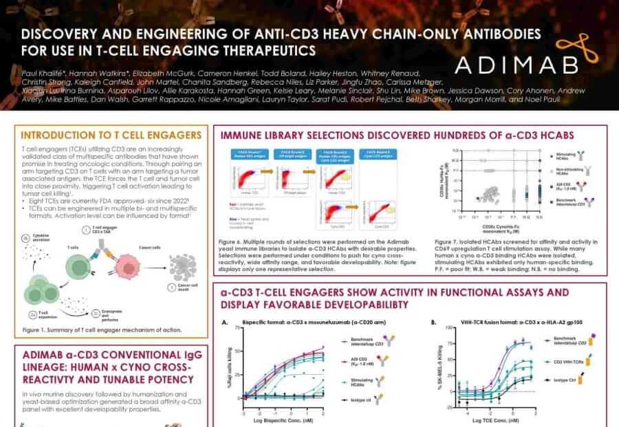 Discovery and Engineering of Anti-CD3 Heavy Chain-Only Antibodies for Use in T Cell Engaging Therapeutics