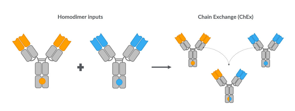 Schematic of Chain Exchange reaction