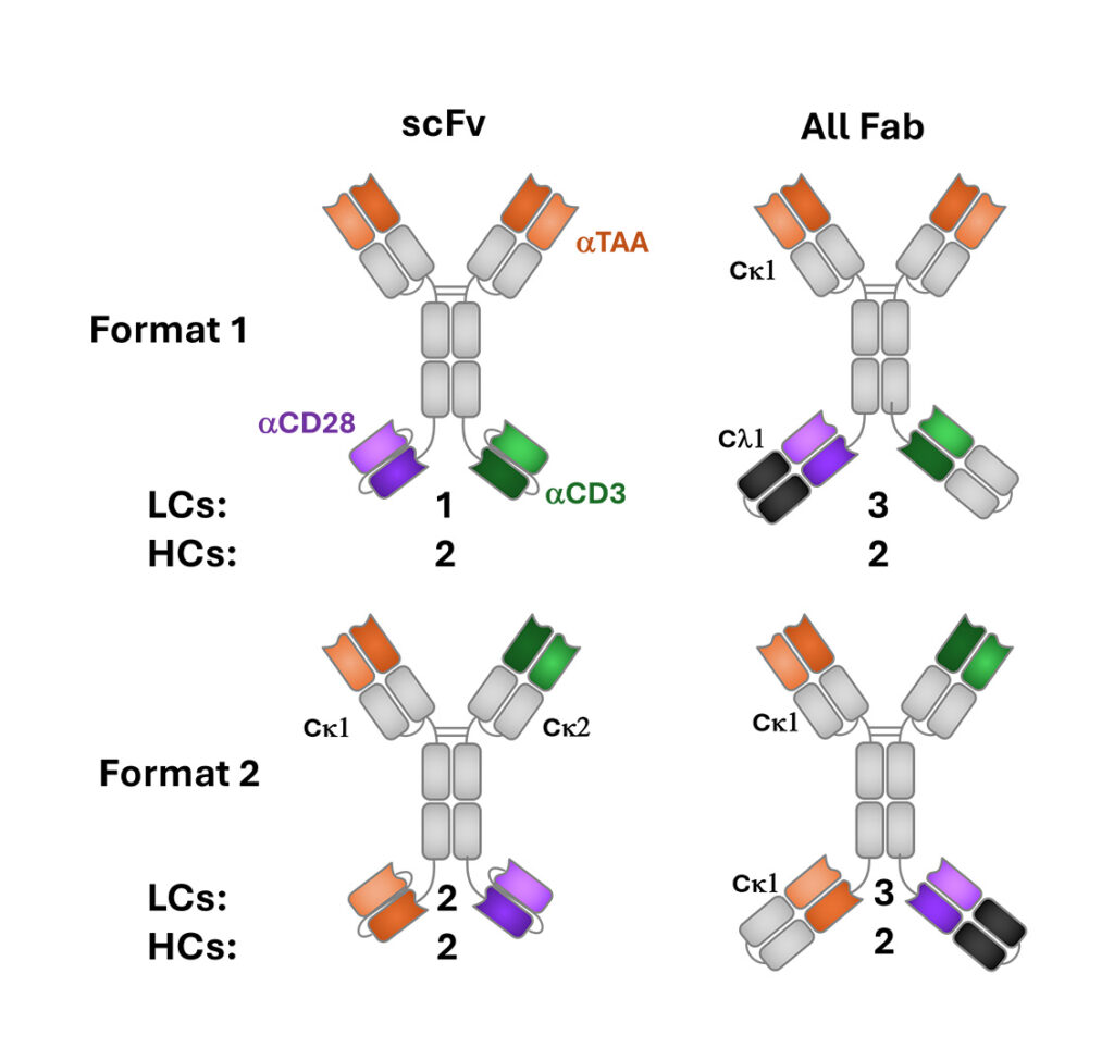 Correct assembly of multispecific antibodies
